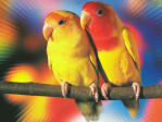 Lovebirds yellow